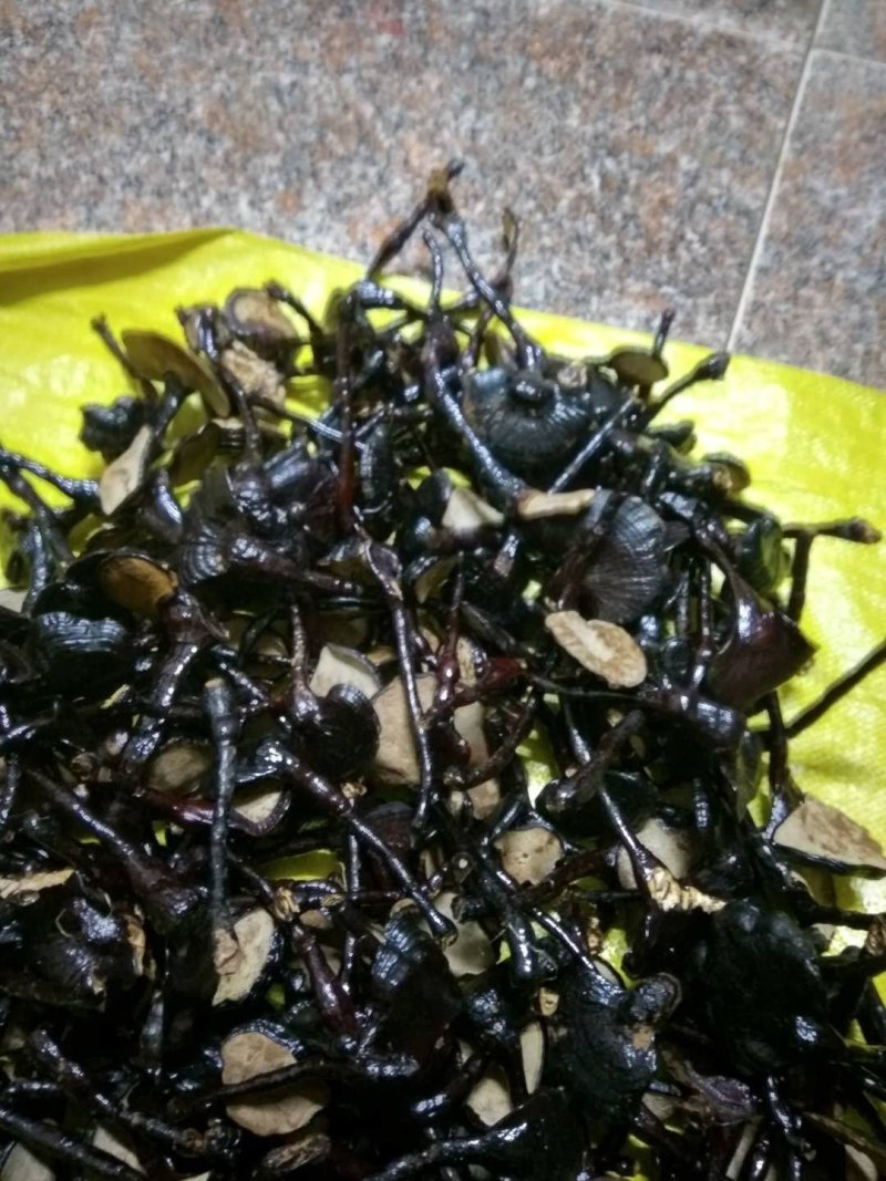 【精品】仿野生黑灵芝3-5公分8-15公分品种齐全货源多