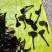 【精品】仿野生黑灵芝3-5公分8-15公分品种齐全货源多