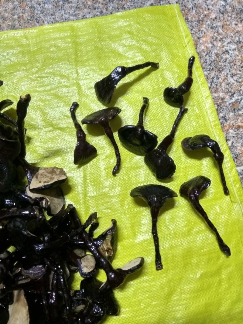 【精品】仿野生黑灵芝3-5公分8-15公分品种齐全货源多