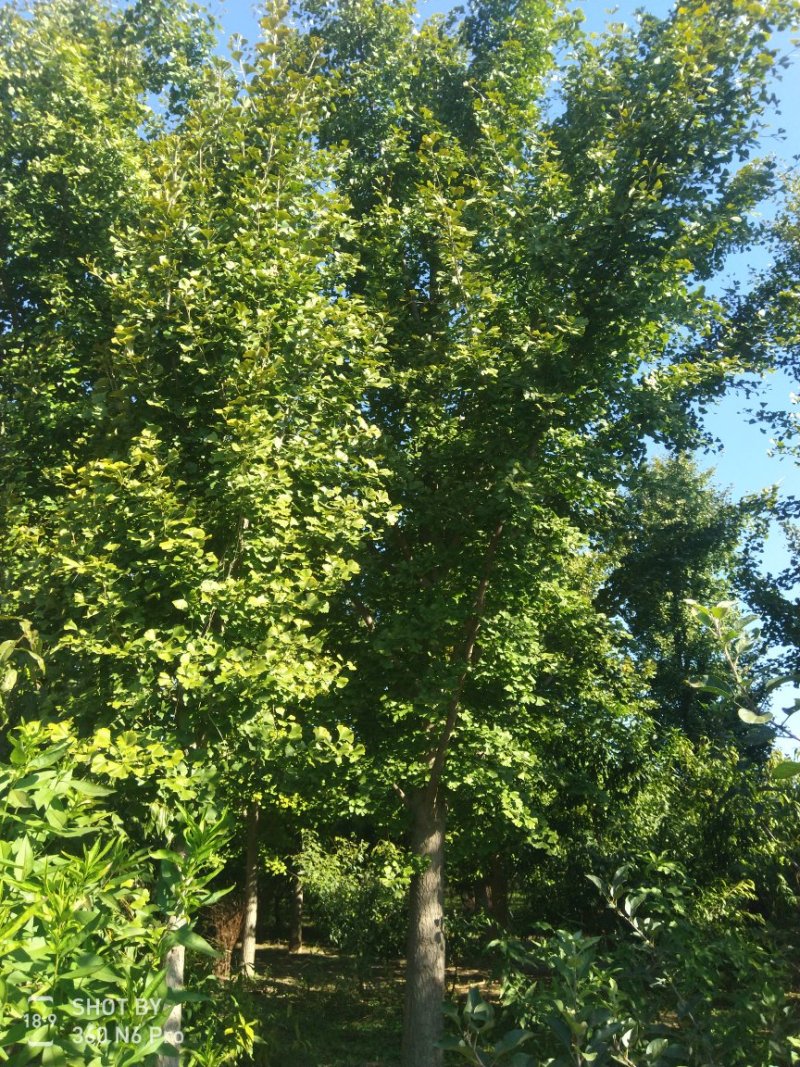 银杏树