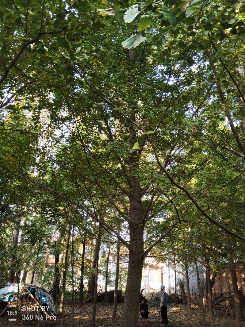 银杏树