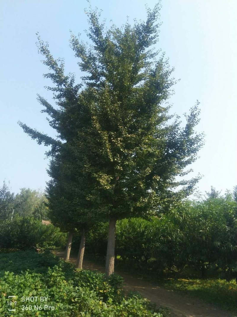 银杏树