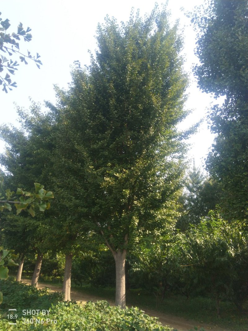 银杏树