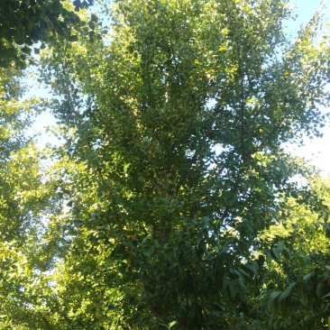 银杏树