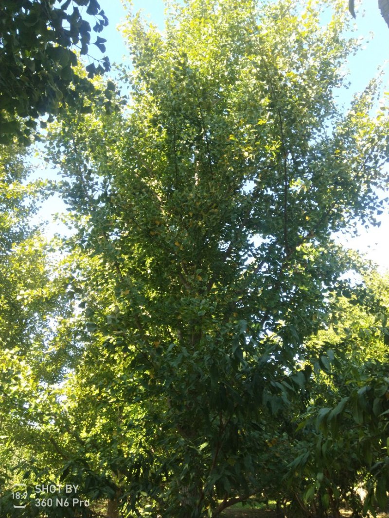 银杏树