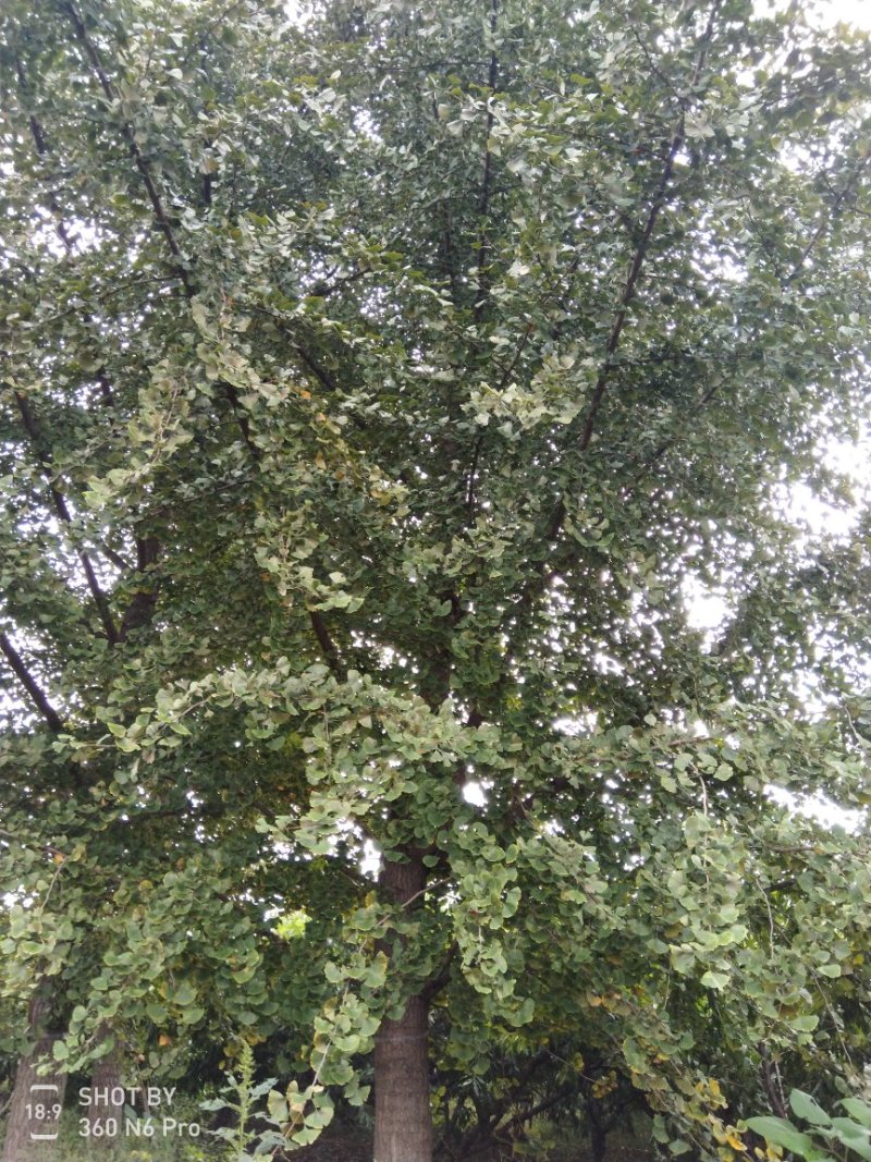 银杏树