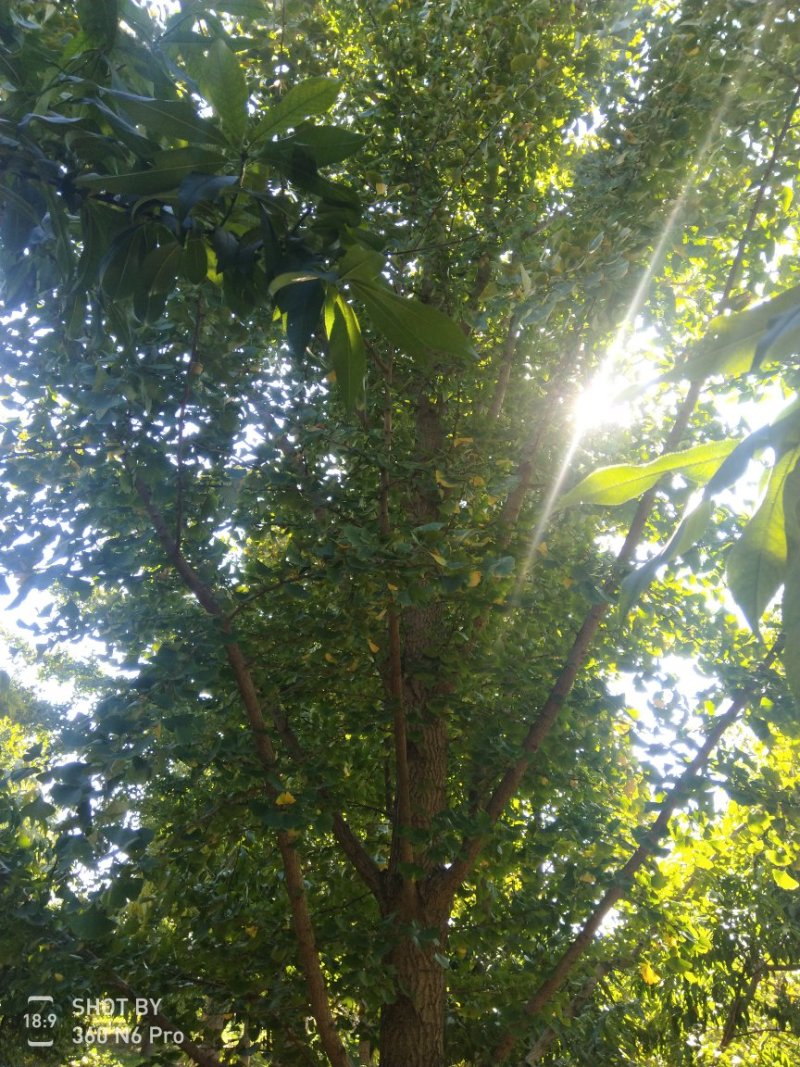 银杏树