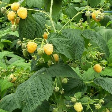 【精品】双季黄树莓苗当年栽当年结果产量高口感好价优