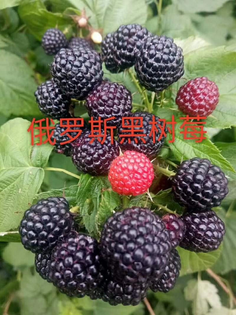 双季黄树莓苗，灯笼果苗，黑树莓苗，双季红树莓苗黑加仑苗，