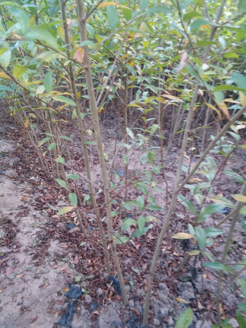 石榴苗，突尼斯软籽石榴树苗，秋后大量出售。