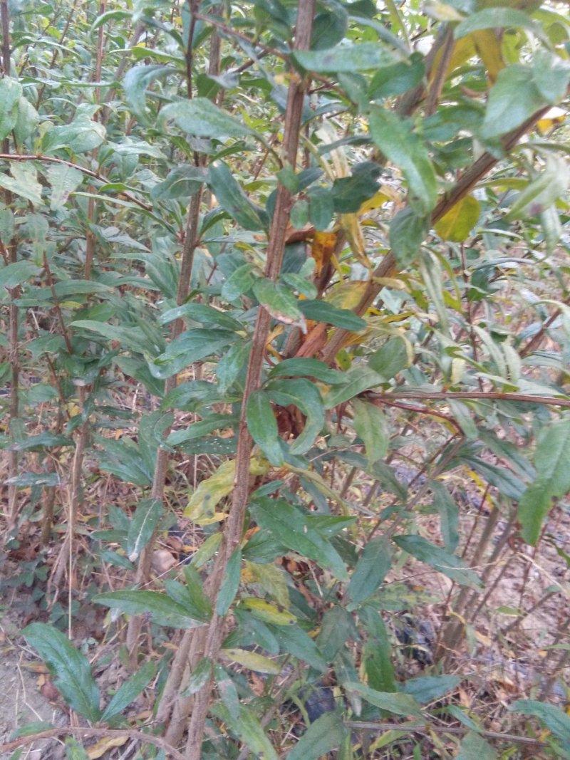 石榴苗，突尼斯软籽石榴树苗，秋后大量出售。