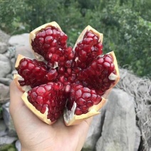 石榴苗，突尼斯软籽石榴树苗，秋后大量出售。