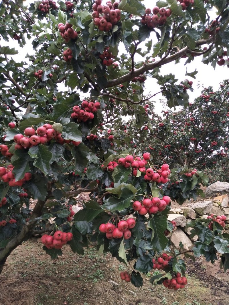山东大金星山楂20~25【精品】手选果，剪枝果，大量上市