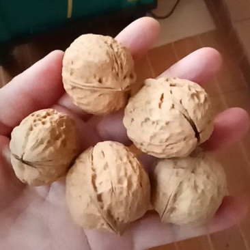 云南103纸皮核桃