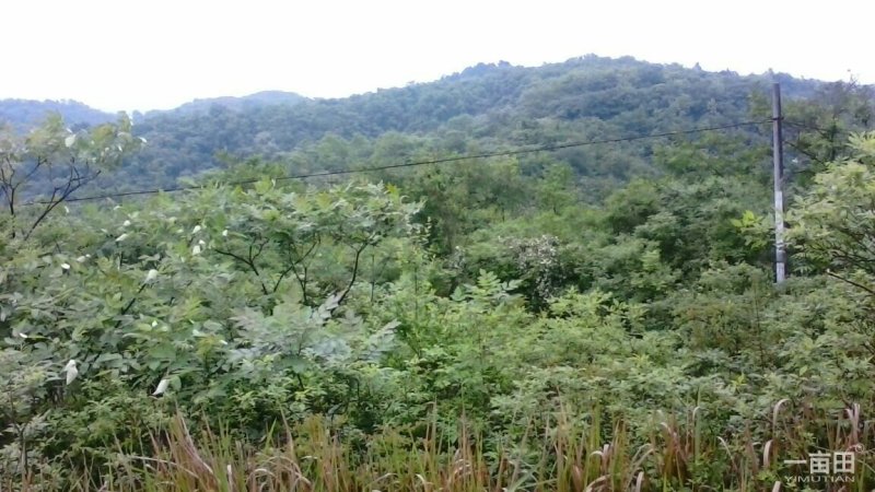 大量土地流转，政府行为支持