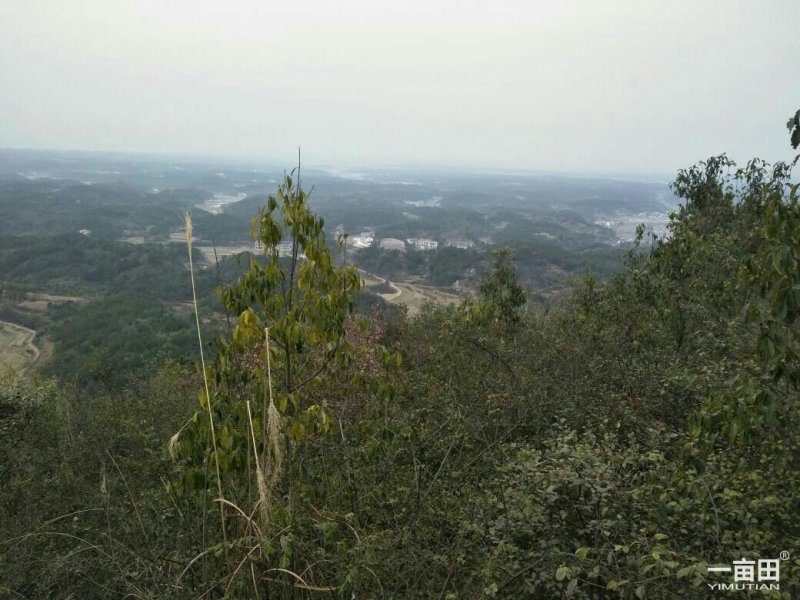 大量土地流转，政府行为支持