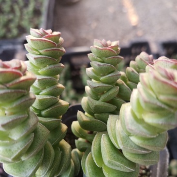 多肉植物