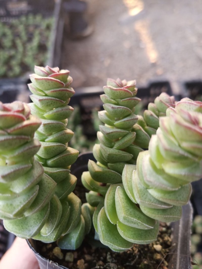 多肉植物