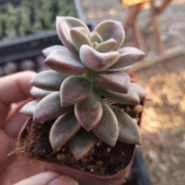 多肉植物