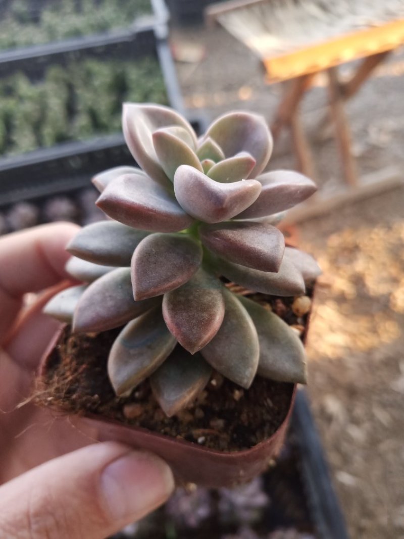 多肉植物