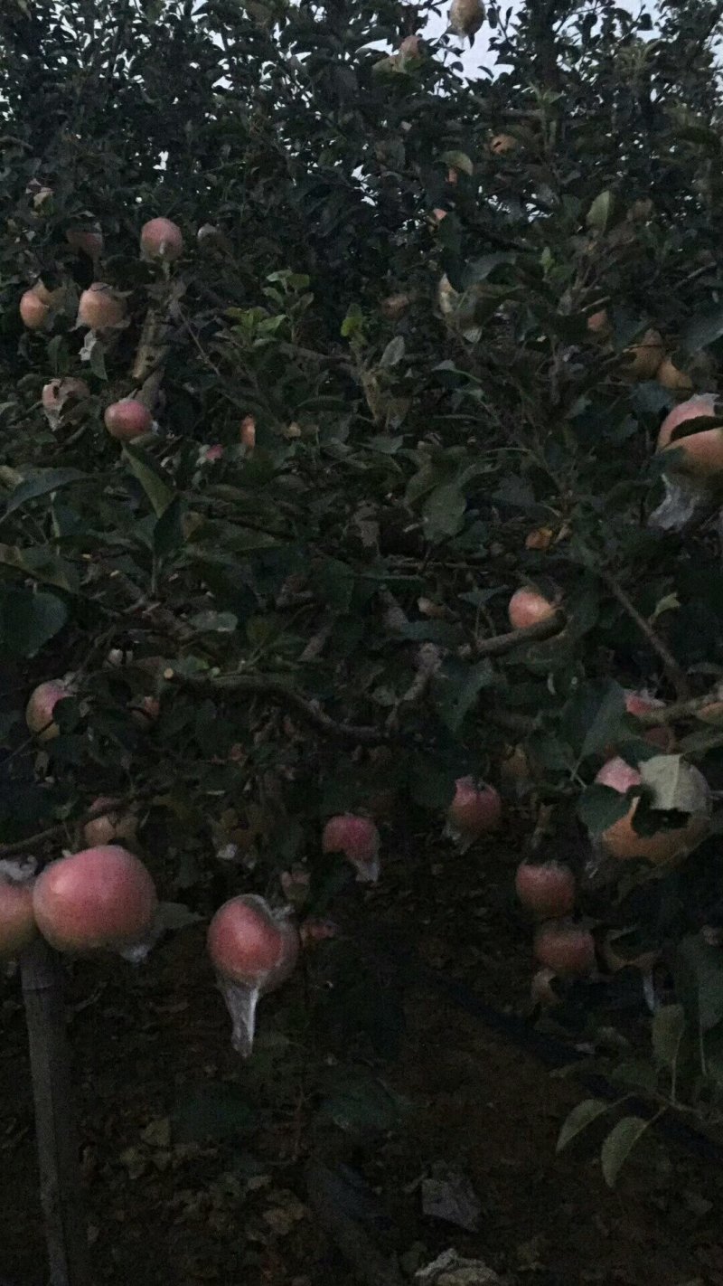 推荐红富士/纸加膜红富士/山东苹果/冰糖心红富士苹果