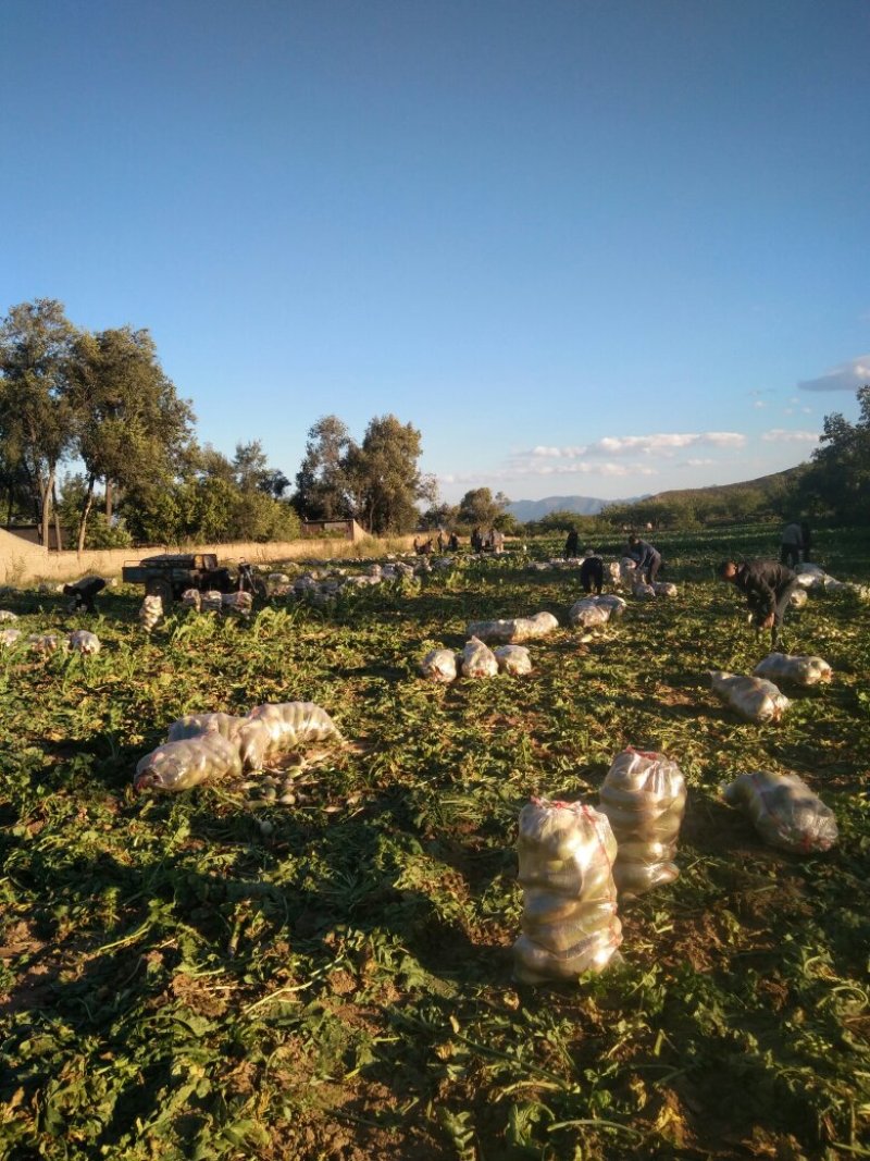 青萝卜，忻州本地货，质量好，价格美丽