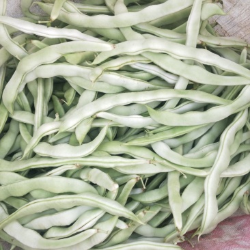 紫茄