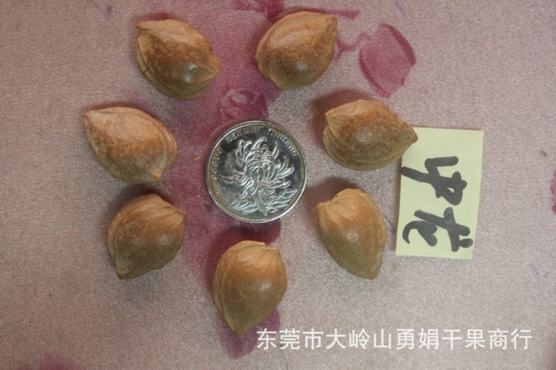 开口杏核