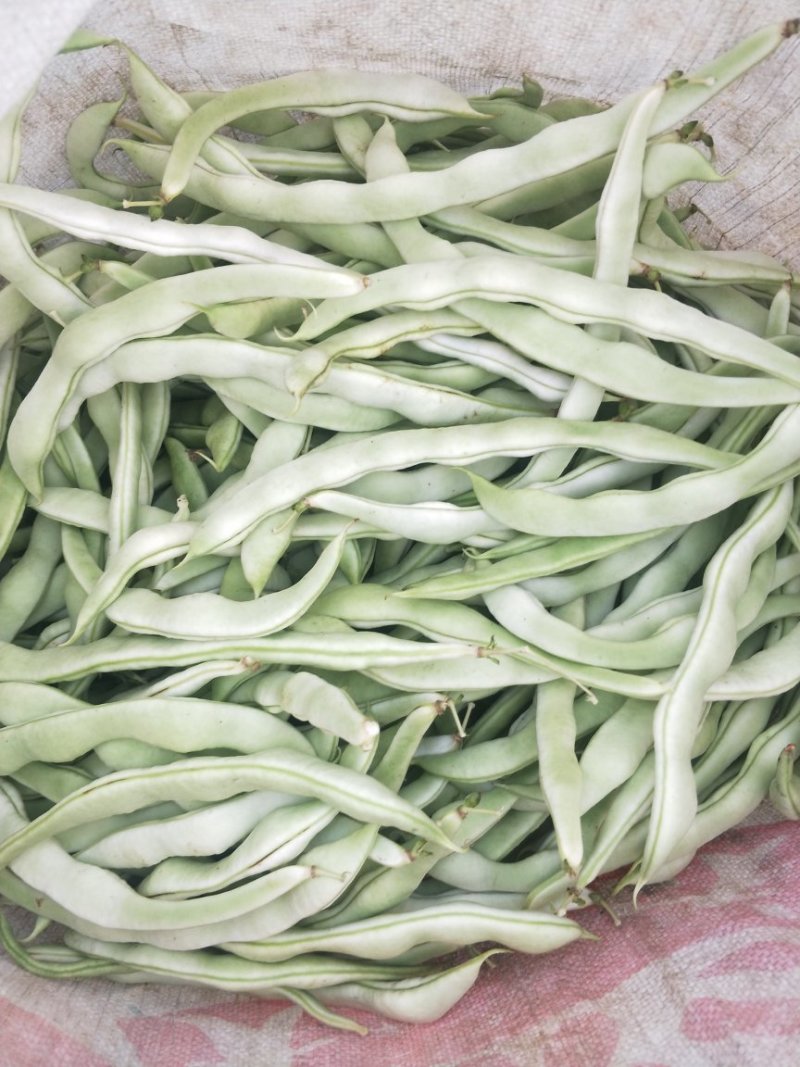 白不老豆角