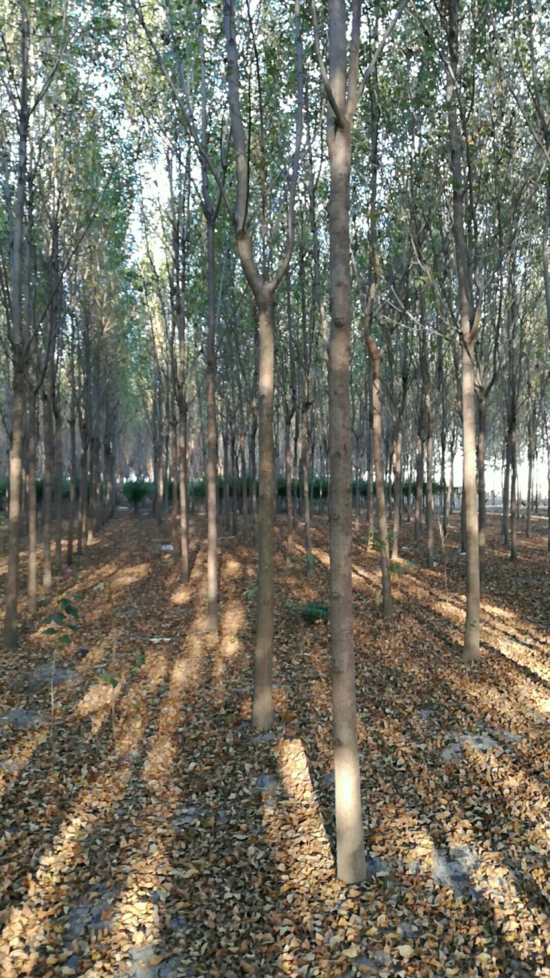 8-----12公分白蜡大量供应中