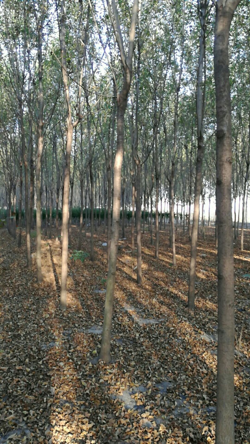 8-----12公分白蜡大量供应中