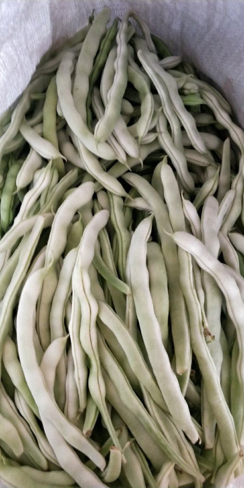 白豆角