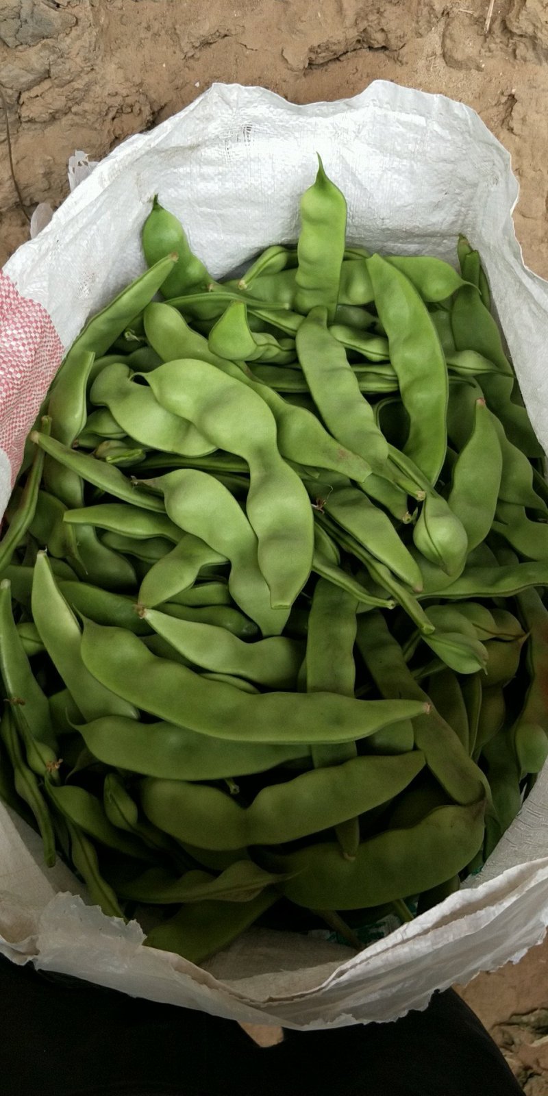 油豆