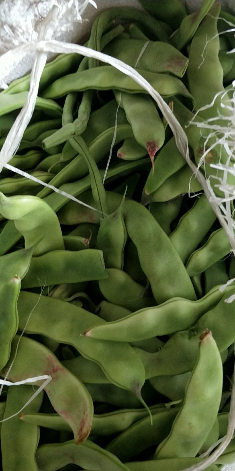 油豆