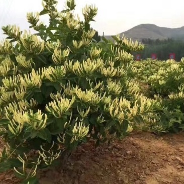 金银花苗产量高易管理，基地直销
