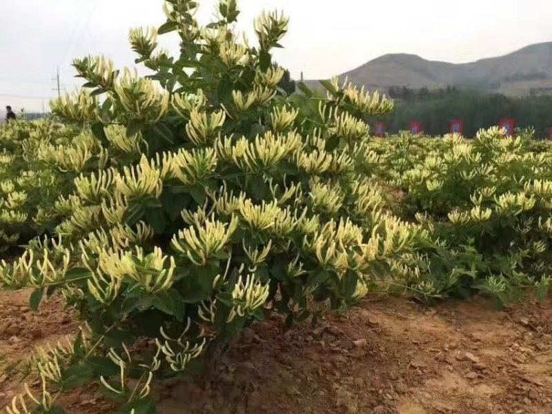 金银花苗产量高易管理，基地直销