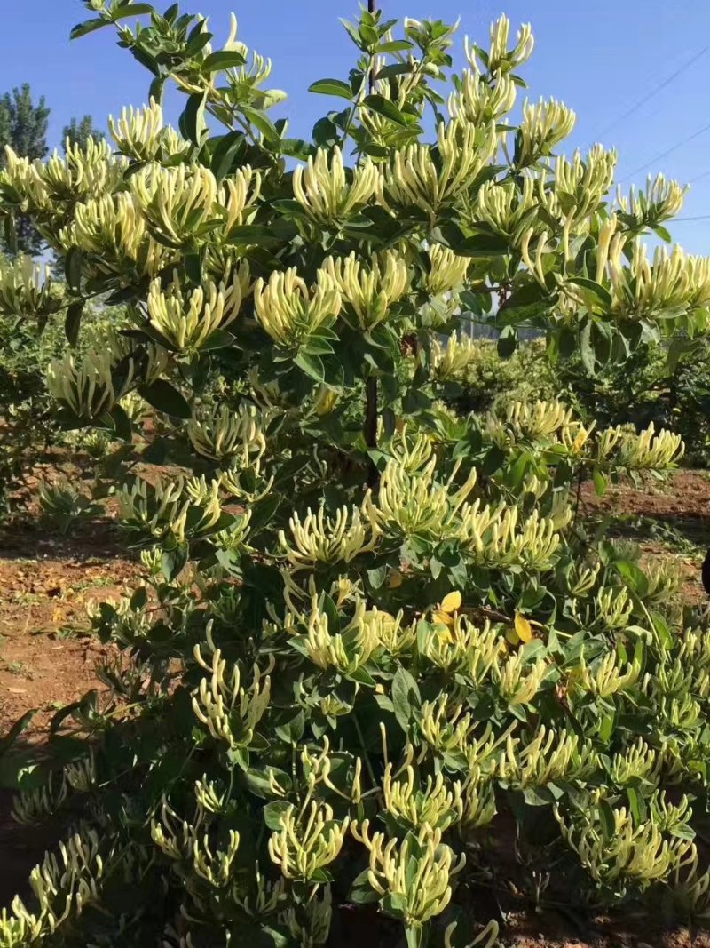 金银花苗产量高易管理，基地直销
