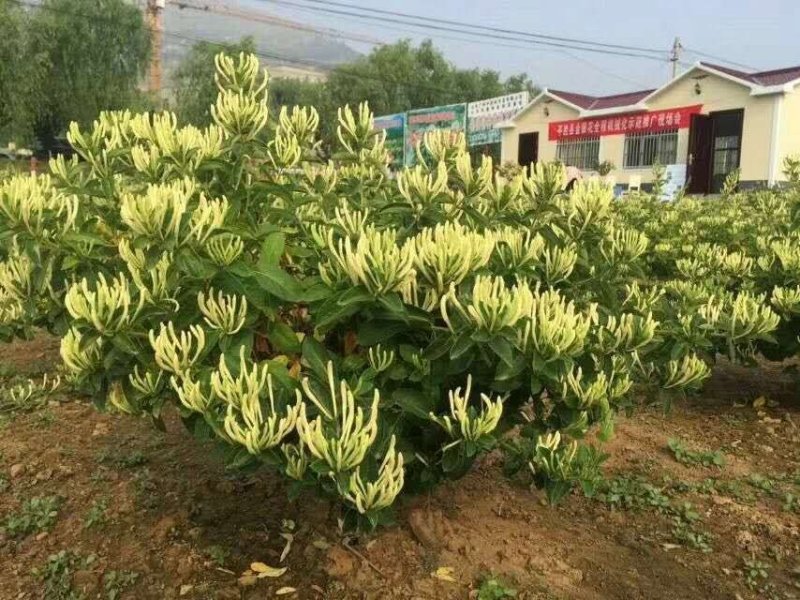 金银花苗产量高易管理，基地直销
