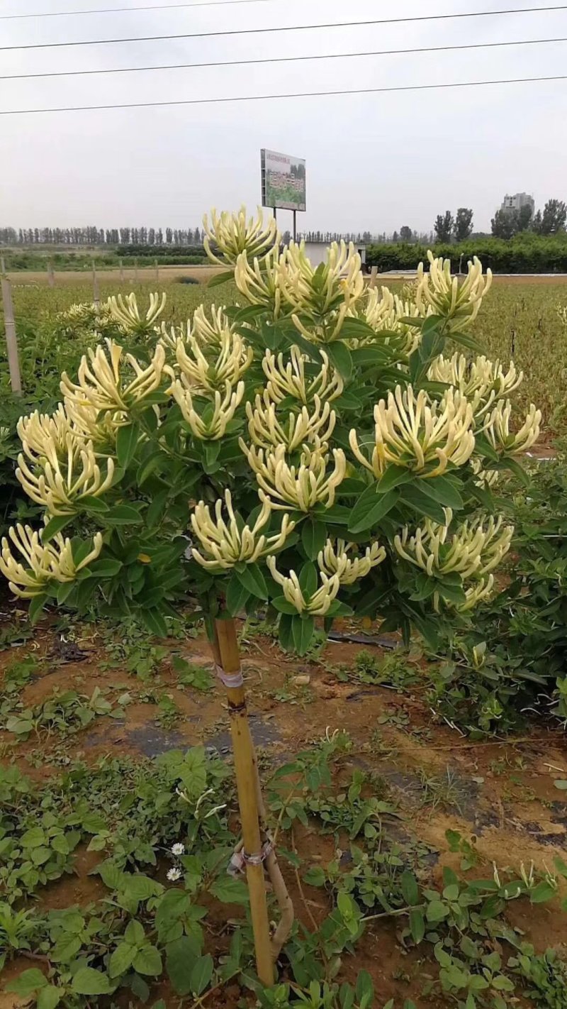 金银花苗产量高易管理，基地直销