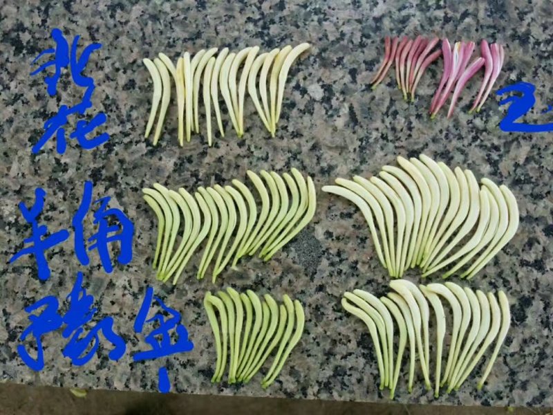 金银花苗产量高易管理，基地直销