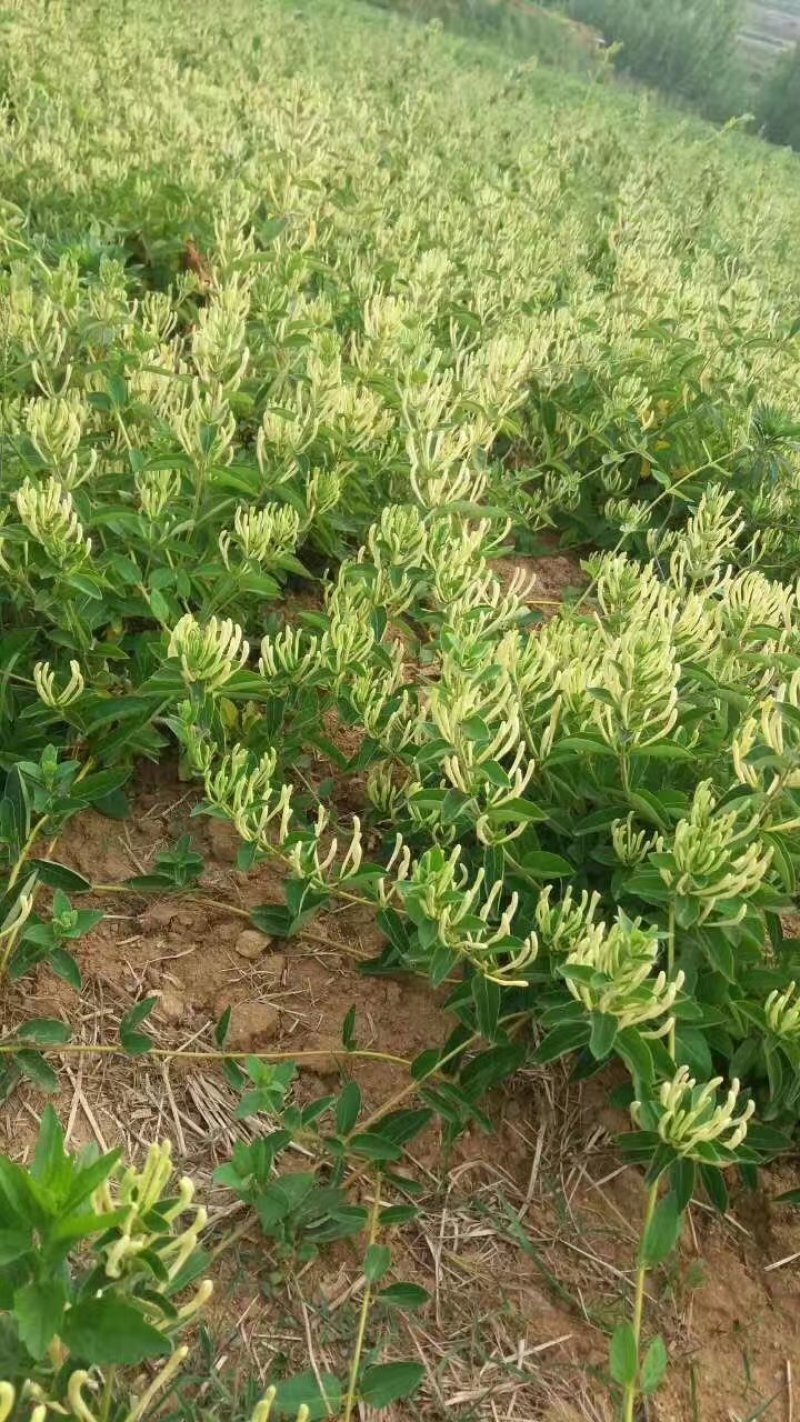 金银花苗产量高易管理，基地直销