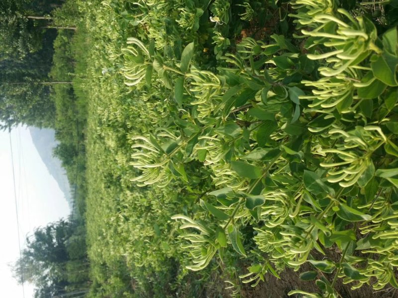 金银花苗产量高易管理，基地直销