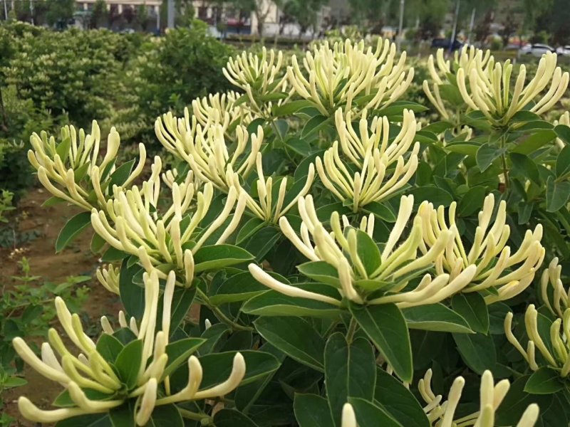 金银花苗产量高易管理，基地直销
