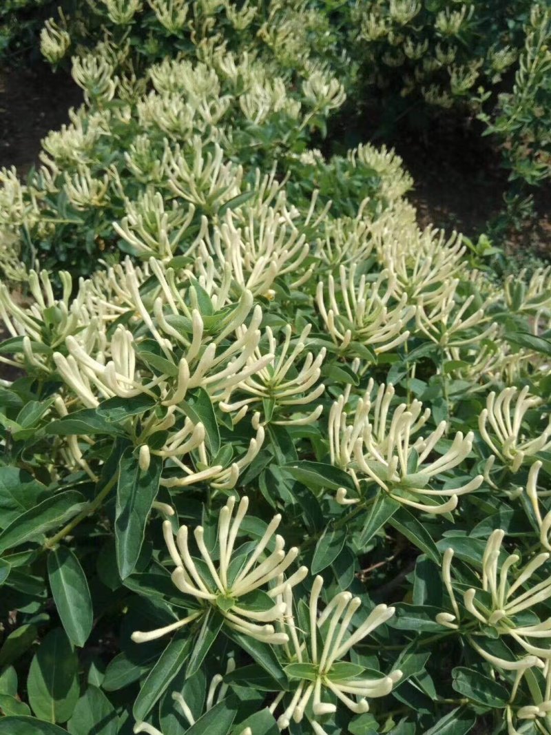 金银花苗产量高易管理，基地直销