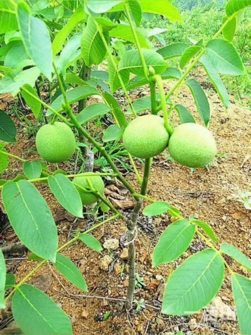 种苗8518当年挂果耐寒薄皮核桃苗2～3年苗包成活包邮