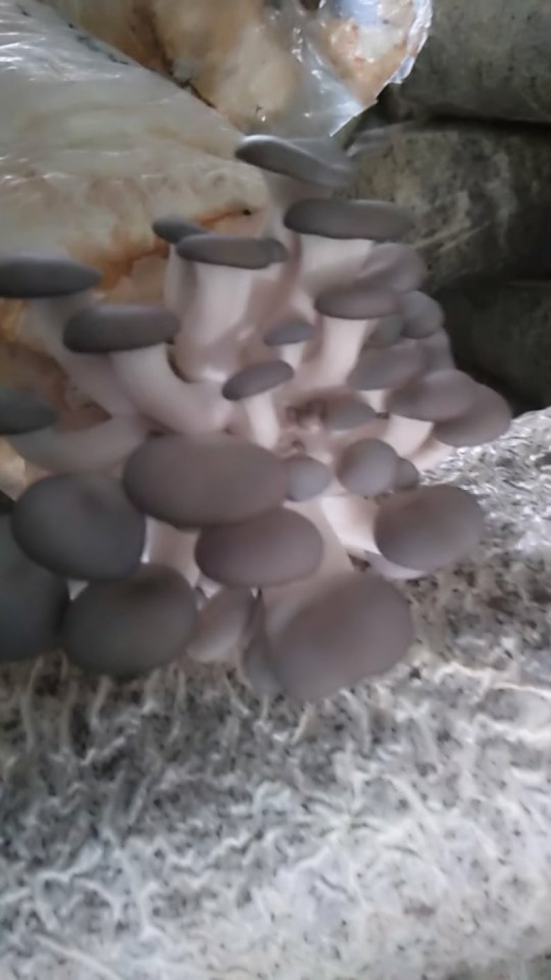 菌棒