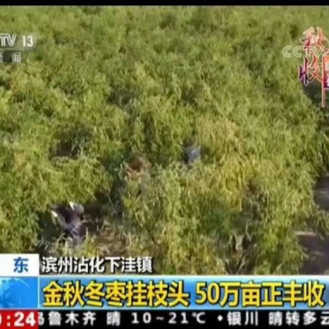 沾化冬枣