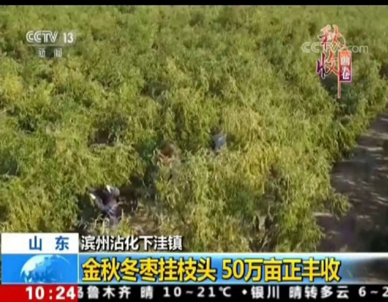 沾化冬枣