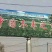 沾化冬枣