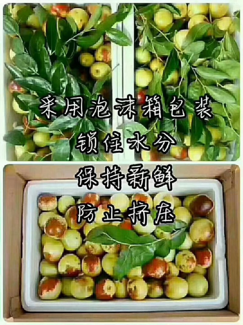 沾化冬枣